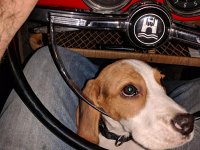 VW Dogs