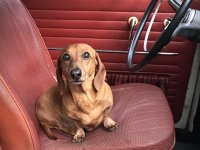 VW Dogs