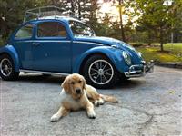 VW Dogs