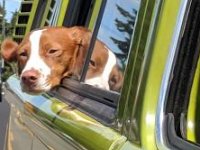 VW Dogs