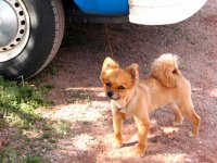 VW Dogs