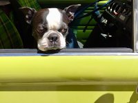 VW Dogs