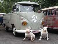 VW Dogs