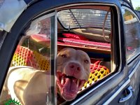 VW Dogs