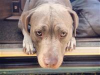 VW Dogs