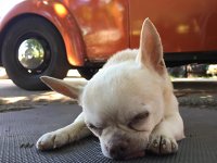 VW Dogs