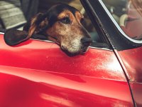 VW Dogs