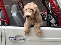 VW Dogs