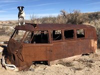 VW Dogs