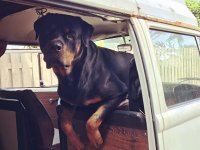 VW Dogs