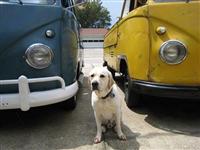 VW Dogs