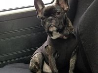VW Dogs