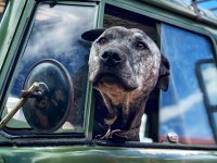 VW Dogs