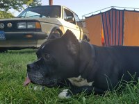 VW Dogs