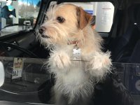 VW Dogs