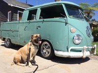 VW Dogs