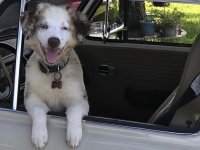 VW Dogs