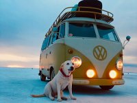 VW Dogs
