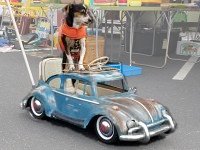 VW Dogs