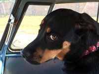 VW Dogs