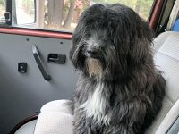 VW Dogs