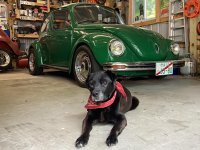 VW Dogs