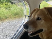 VW Dogs