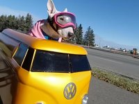 VW Dogs