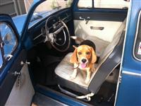 VW Dogs