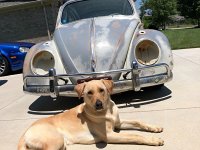 VW Dogs