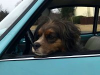 VW Dogs