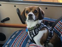 VW Dogs
