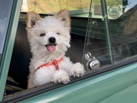 VW Dogs