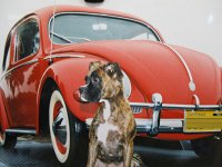 VW Dogs