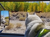 VW Dogs