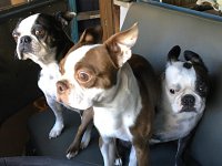 VW Dogs