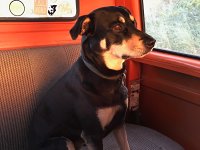 VW Dogs