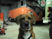 VW Dogs