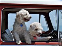 VW Dogs