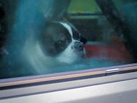 VW Dogs