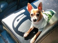 VW Dogs