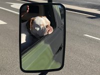 VW Dogs