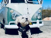 VW Dogs
