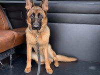 VW Dogs