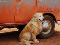 VW Dogs