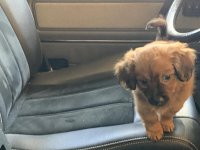 VW Dogs