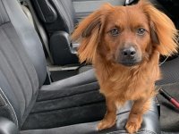 VW Dogs