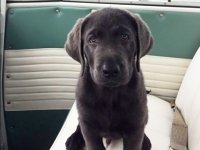 VW Dogs
