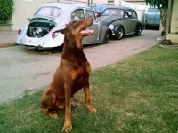 VW Dogs