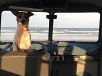 VW Dogs